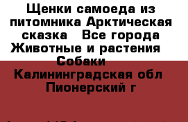 Щенки самоеда из питомника Арктическая сказка - Все города Животные и растения » Собаки   . Калининградская обл.,Пионерский г.